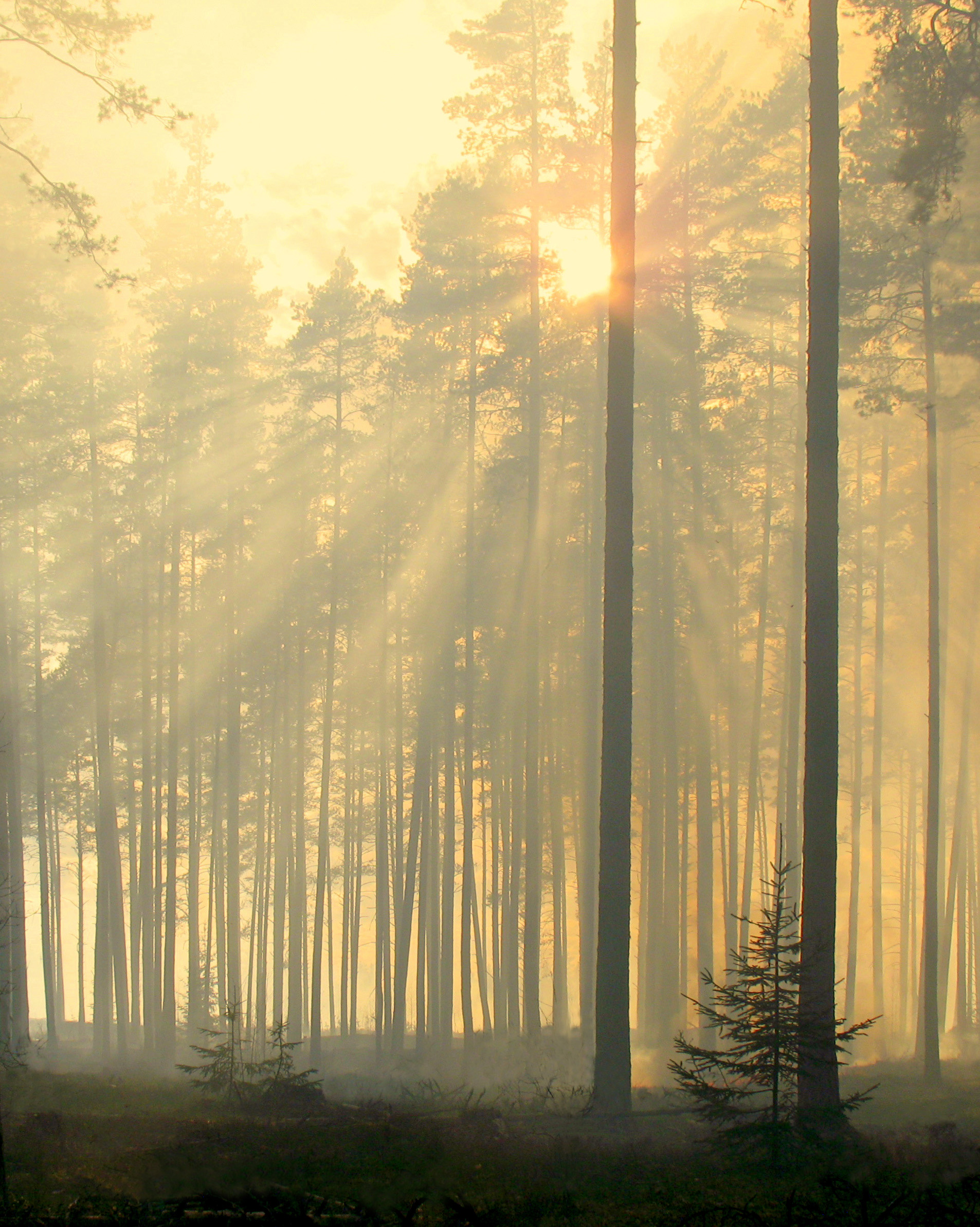 Сосновый лес в утреннем тумане